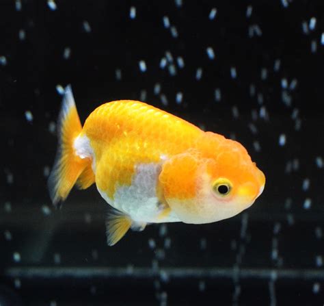 Gold Baby Ranchu Aquarium Fish Goldfish Fancy Pets Animals
