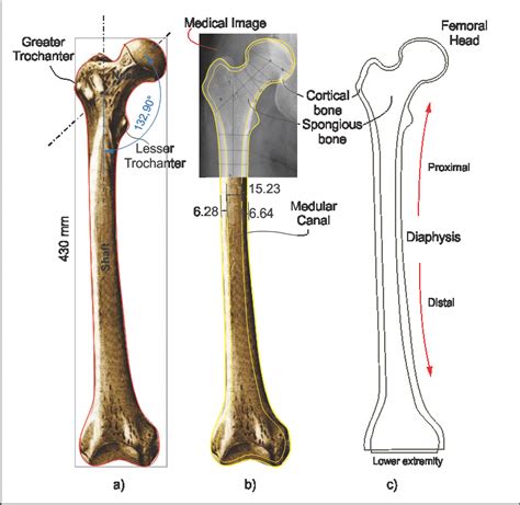 Femur Skeleton