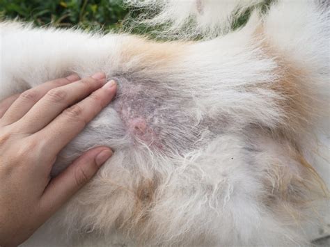 What Are These Crusty Scabs On My Dogs Back Pet News Daily