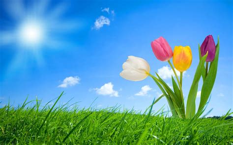 48 Hd Spring Wallpaper For Desktop Wallpapersafari