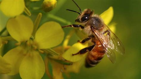 Dzień dobry, wszystkiego najlepszego z okazji dnia pszczół! Dzień Pszczoły w Miejskim Ogrodzie Botanicznym - Zabrze24.info