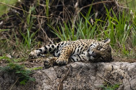 Jaguar Resting Stock Image C0544573 Science Photo Library