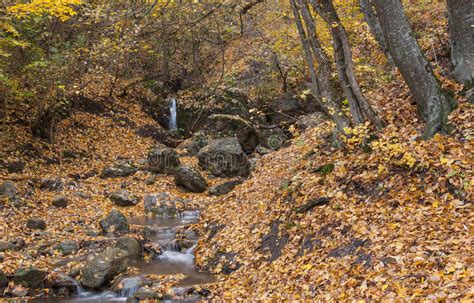 Stream In Autumnal Forest Stock Photo Image Of Ground 15894378