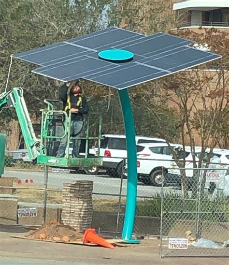 Weekly What Is It Solar Trees Ufifas Extension Escambia County