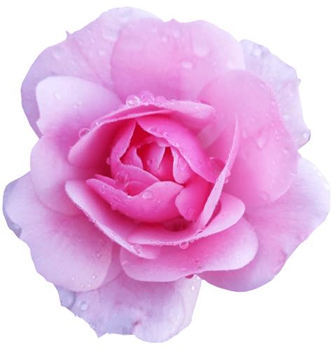 Dreamstime is the world`s largest stock photography community. Pink rose flower no background