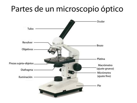 Boxeo Roto Complemento Microscopio Optico Esquema Superposici N Comestible M Ximo