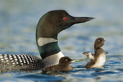 30 Waterfowl That Live In The United States With Pictures 2022