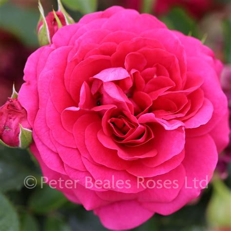Truly Loved Bush Rose Peter Beales Roses The World Leaders In