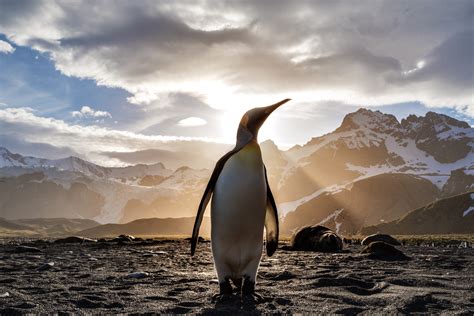 Penguin Looking Out 5k Hd Animals 4k Wallpapers Images Backgrounds