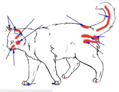 Scent Producing Structures Of The Male Cat Diagram Quizlet