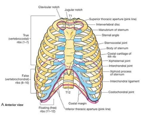 Costal Anatomy Definition Anatomy Book
