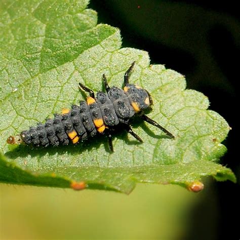 Ladybug Larva On A Leaf Ladybug Larva Coccinellidae Berke Flickr