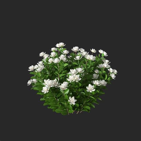 Xfrogplants Gardenia Gardenia Jasminoides 3d Model Animated Cgtrader