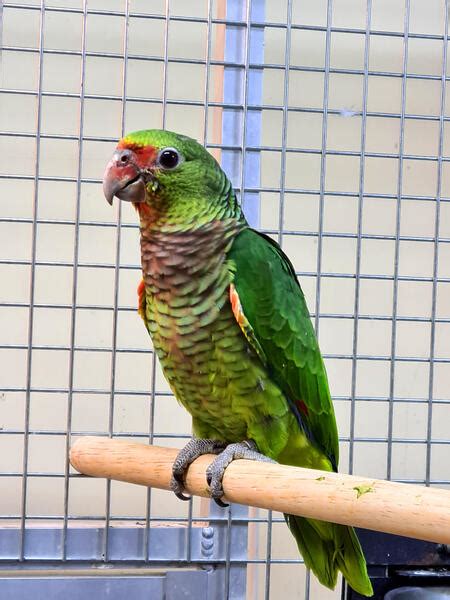 Vinaceous Amazon Talking Parrot Birdtrader
