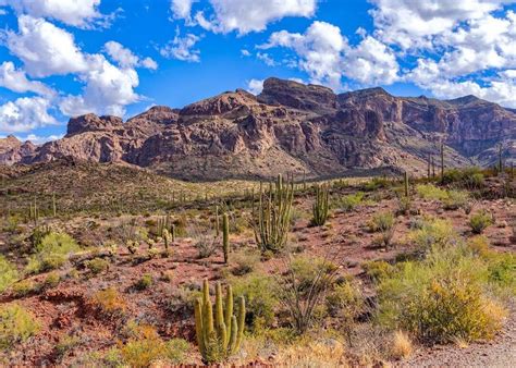 There are 28 different species of cacti in the monument, ranging from the giant saguaro to the miniature the stems can grow up to 16 feet (4.9 meters) tall. There Is a Protected Area in the Sonoran Desert That ...