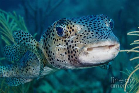 A Large Spotted Pufferfish Photograph By Terry Moore