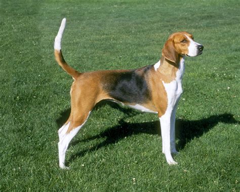 American Foxhound Origem Usa Grupo Cães De Caça Altura 56 A 64cm
