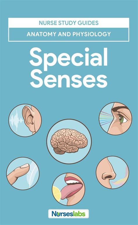 Special Senses Anatomy And Physiology Nurseslabs College Nursing