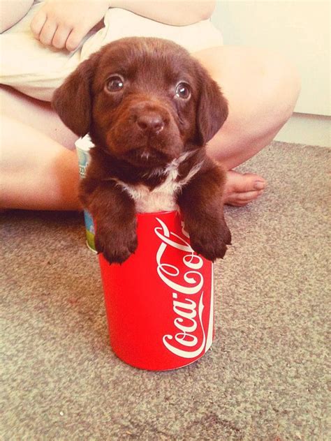 Pup In A Cup Cute Animals Cute Little Animals Baby Animals