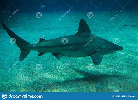 Sandbar Shark Carcharhinus Plumbeus Stock Image Image Of Fauna