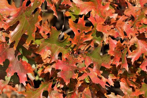 Oak Leaves In Fall Background Free Stock Photo Public Domain Pictures