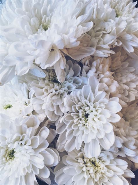 500 White Flowers Pictures Download Free Images On Unsplash