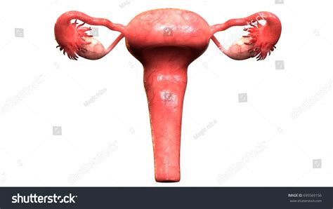 Female Reproductive System Anatomy 3d Stock Illustration 695569156