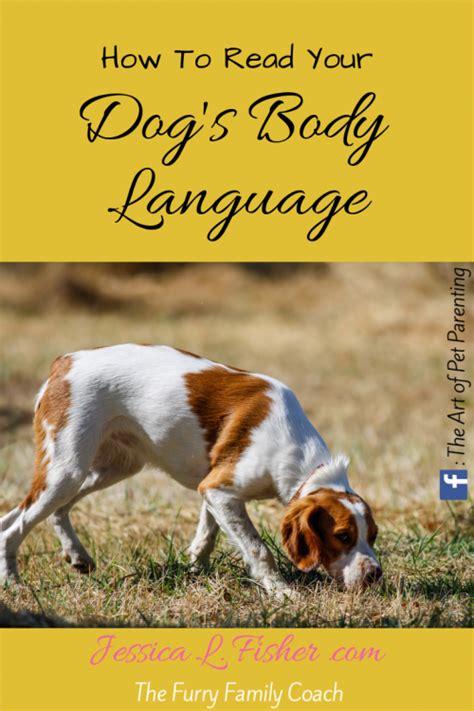 Reading Dogs Body Language Key Signals And Meanings