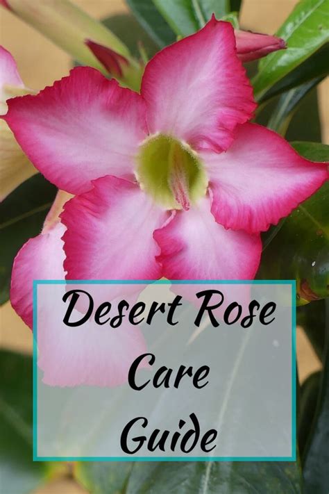 Desert Rose Care Guide Living Herself Desert Rose Care Rose Care Desert Rose Plant