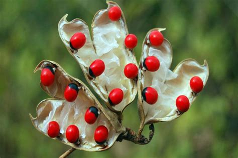 Top 10 Poisonous Plants In The World Depth World