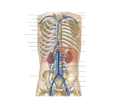 Abdominal And Thoracic Wall Veins Diagram Quizlet