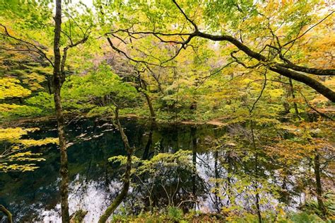 Premium Photo Lake Pond In Autumn