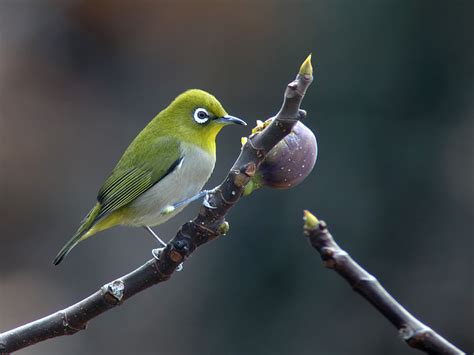 Igidae East Busan December 12 And 16 Birds Korea Blog