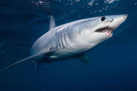 Sharks: The Surprising Truth About Their Friendliness | Noodls