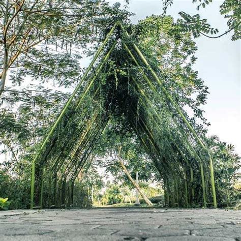 Harga tiket sudah termasuk tiket kr cibodas. Taman Sakura Ala Jepang di Hutan Bambu Surabaya - Khas ...