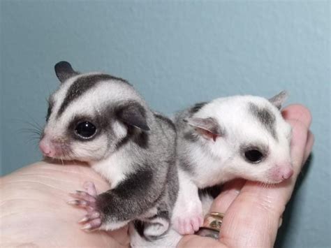 Sign up for baby email notifications at the bottom of the page, then come back when new babies are posted. Sugar Glider Animals For Sale | Louisville, KY #142938