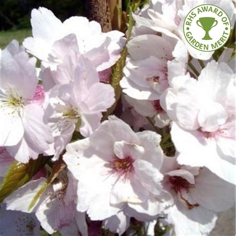 Prunus Amanogawa Japanese Blossom Flagpole Cherry Trees