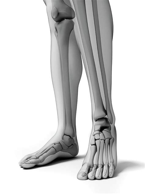 Bones Of The Lower Legs And Feet Photograph By Scieproscience Photo