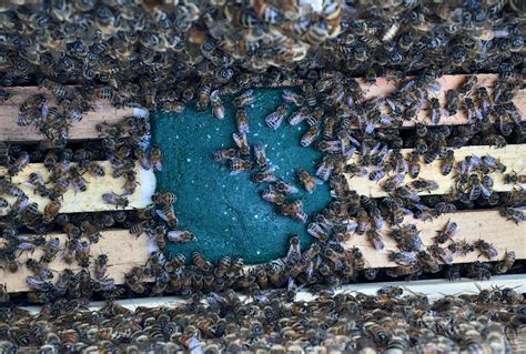 Research Update Following Pollen Substitute Patties In A Honey Bee Colony Uf Ifas Entomology