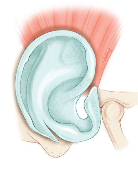 Ear Auricle Anatomy