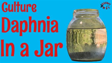 How To Culture Daphnia In A Jar Youtube