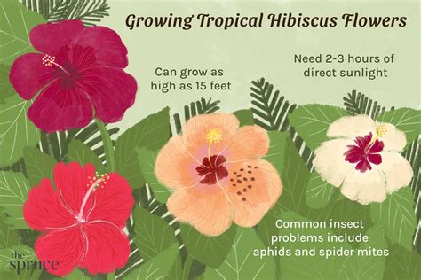 Tropical Hibiscus Plant Care And Growing Guide