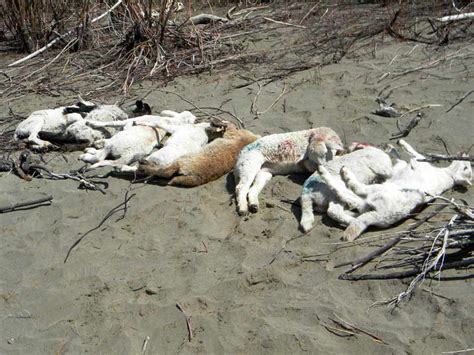 Wolves Kill 13 Sheep Near Gardiner Montana Hunting And Fishing