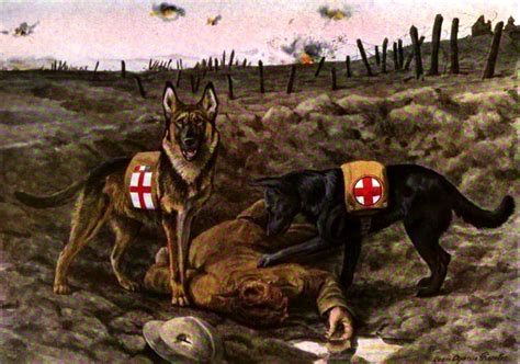 German Shepherd Dog Forums Vintage Military Working Dog