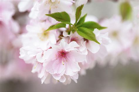 Cherry Blossom With Leaves Photograph By Rich Nicoloff Fine Art America