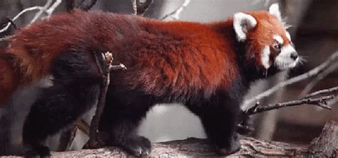 Red Panda The Nature Of The World