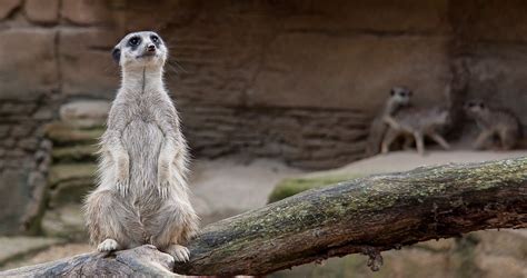Erdmännchen Zoo Neugierig Kostenloses Foto Auf Pixabay