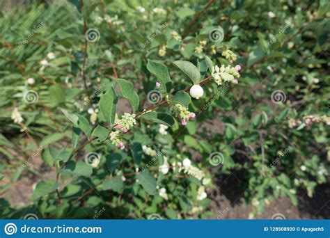 Branch Of Snowberry With Pink Flowers And White Berries Stock Photo
