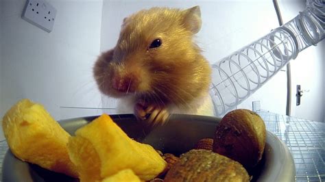 Bbc One Pets Wild At Heart Playful Creatures Golden Hamsters
