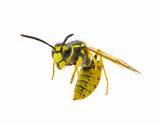 Photos of Picture Of Wasp